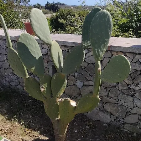 Tenuta Apollonio *
